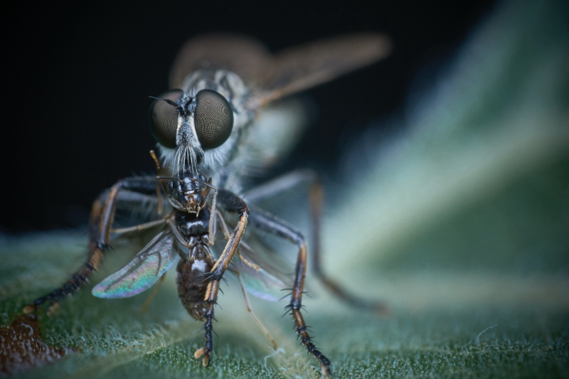 Are Cluster Flies Dangerous?